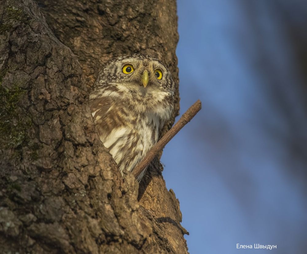 Eurasian pygmy owl