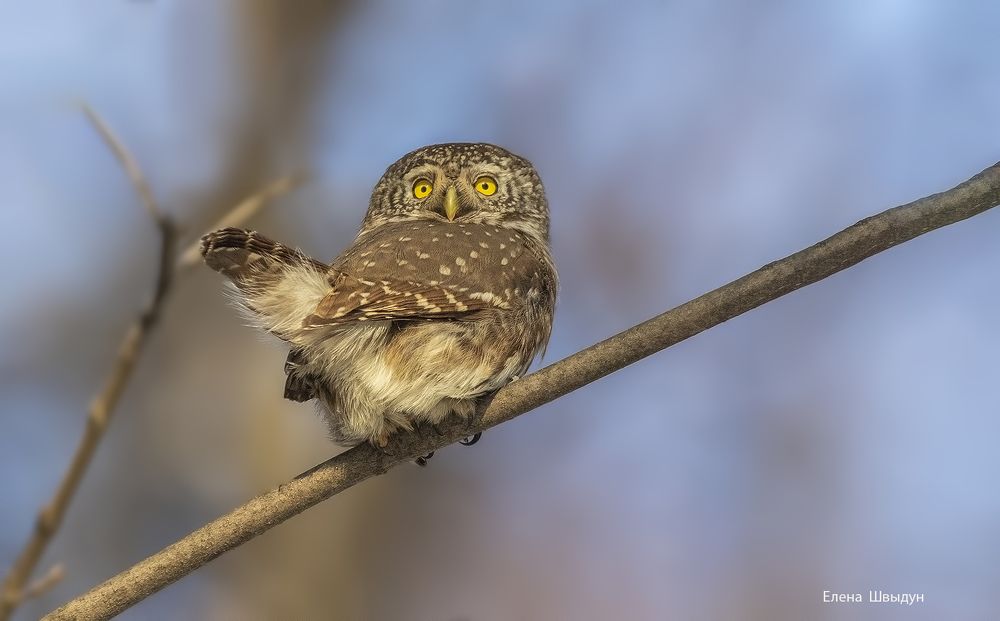 Eurasian pygmy owl