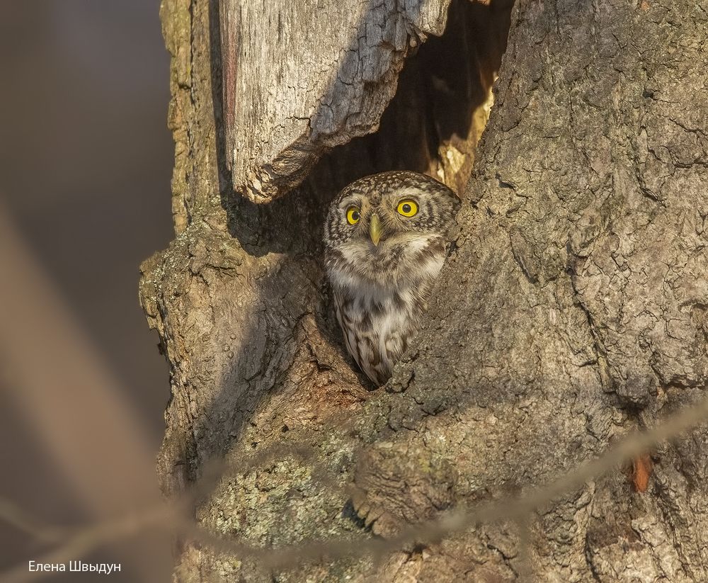 Eurasian pygmy owl