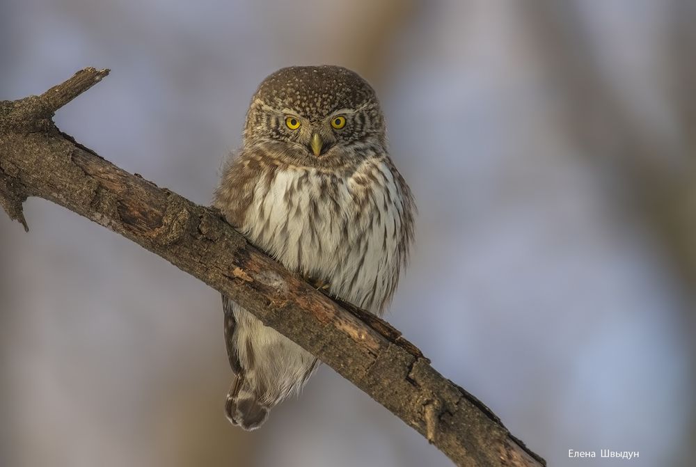 Eurasian pygmy owl