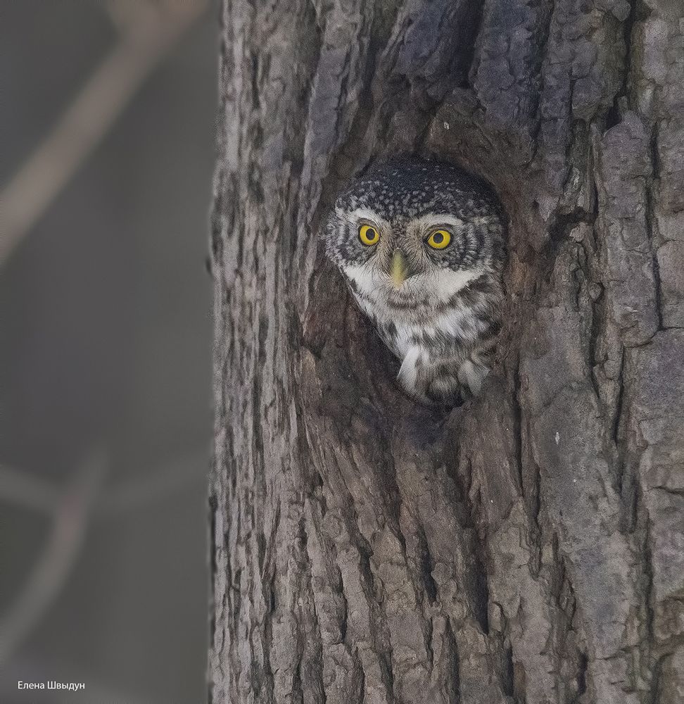 Eurasian pygmy owl