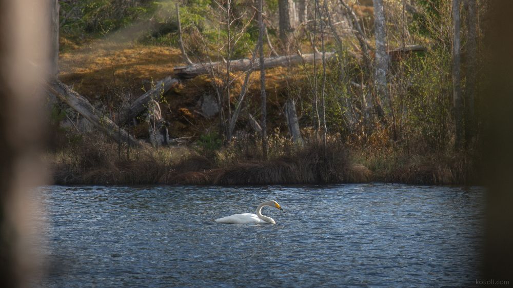 Лебедь кликун, чинно и благородно пребывающий в водах маленького лесного озерца на маленьком острове северной Ладоги.  Республика Карелия, Национальный парк "Ладожские шхеры". Май 2022.