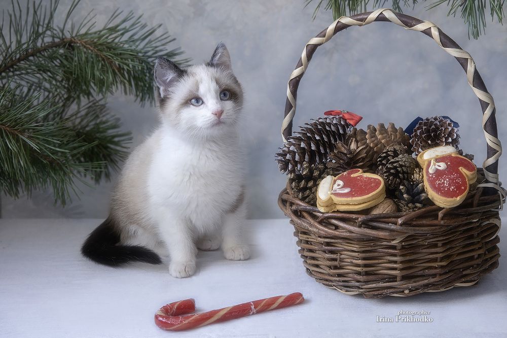 Новогодняя игрушка