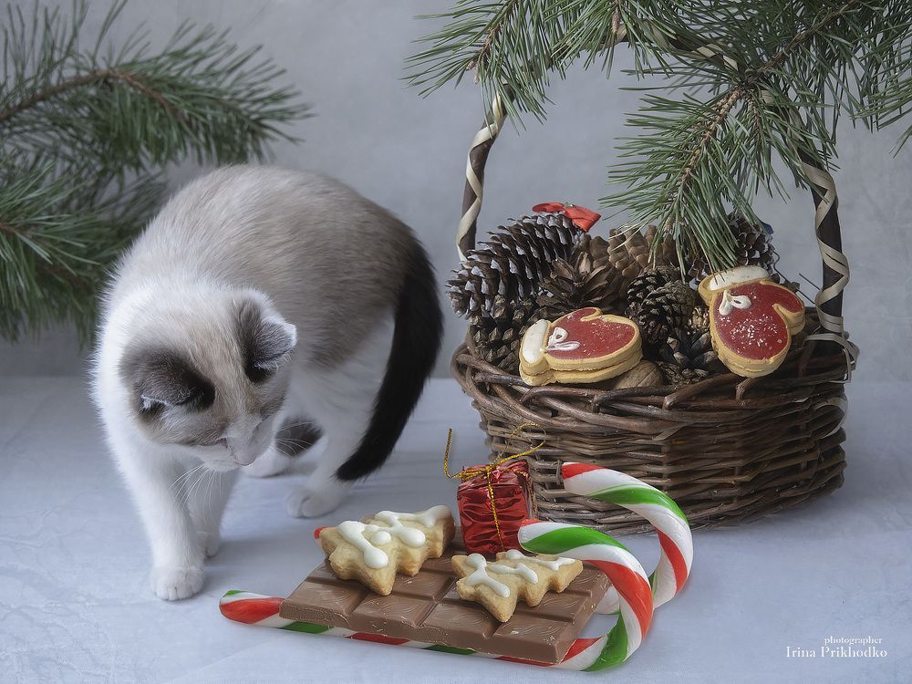 - Интересно, это едят, или можно играть с этим?