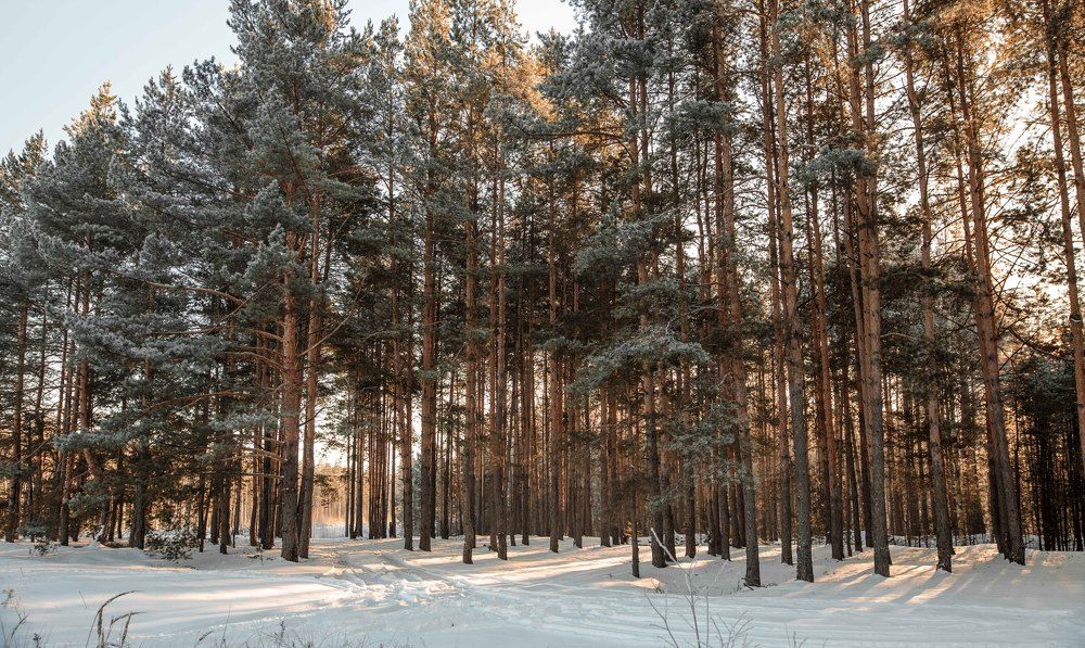 Зима пришла...
