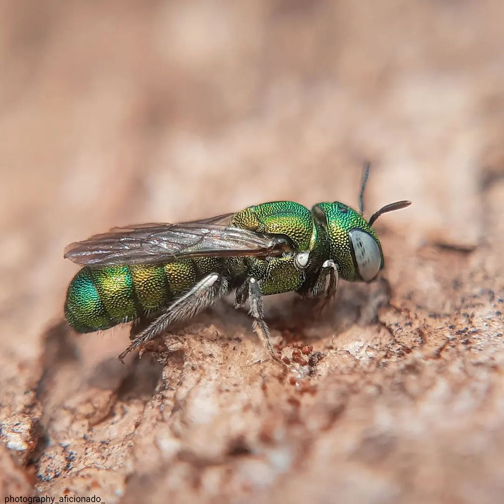 Mobile macro photography