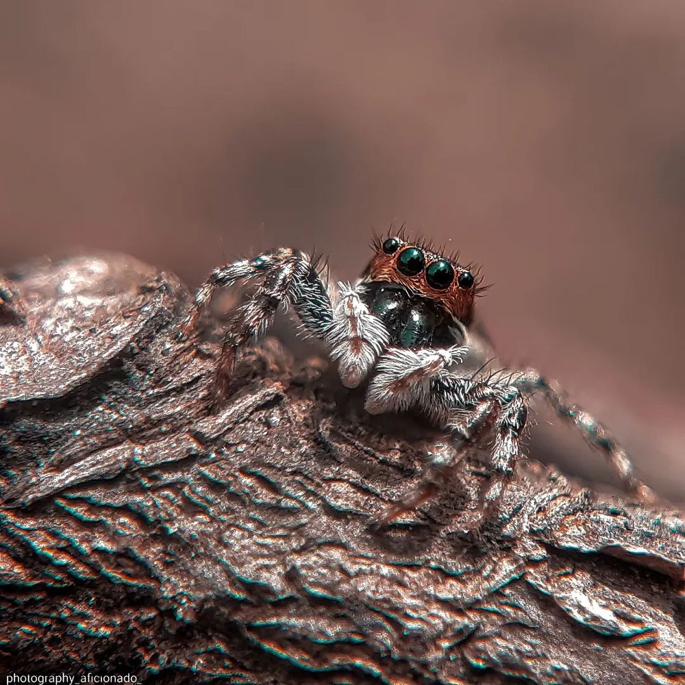 Mobile macro photography