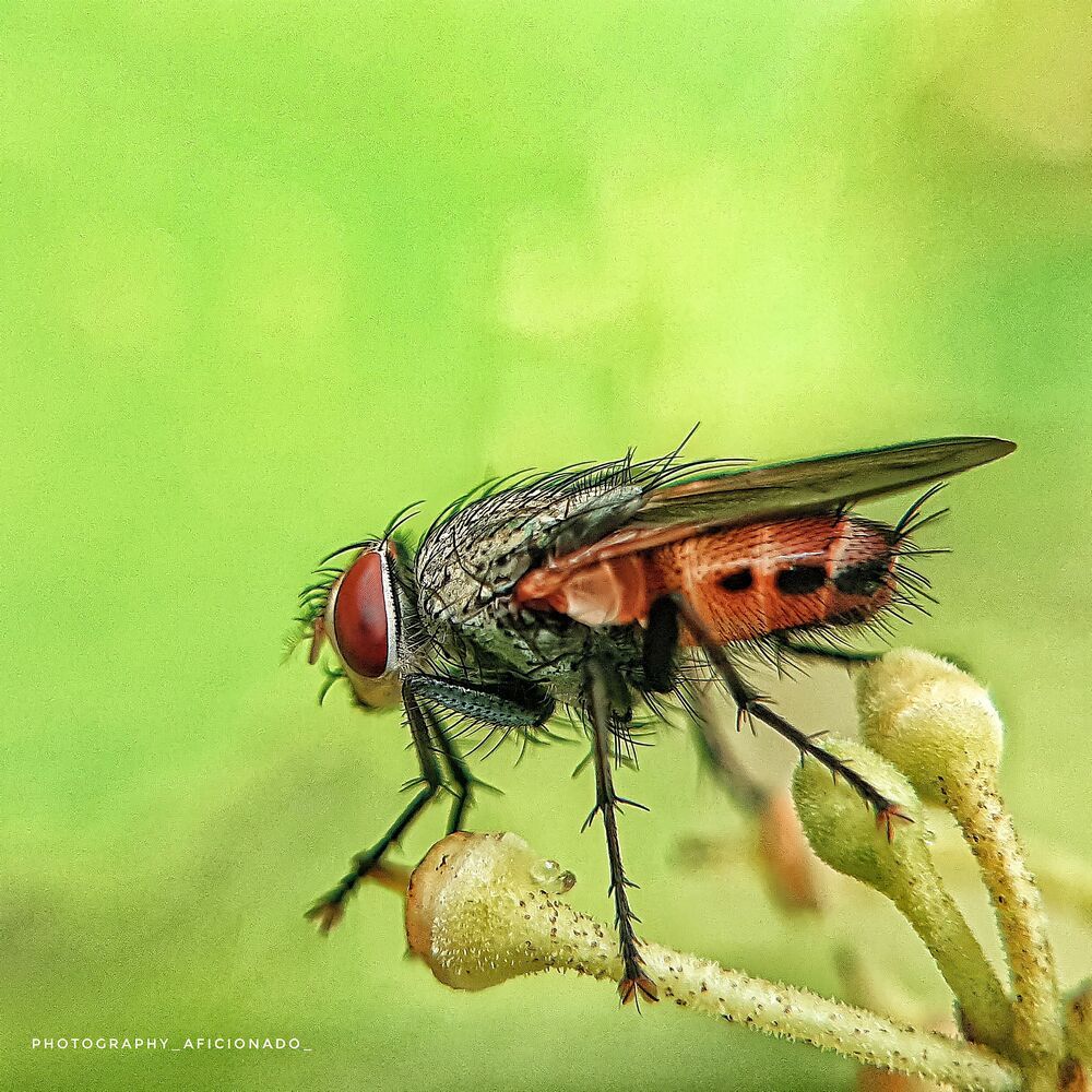 Mobile macro photography