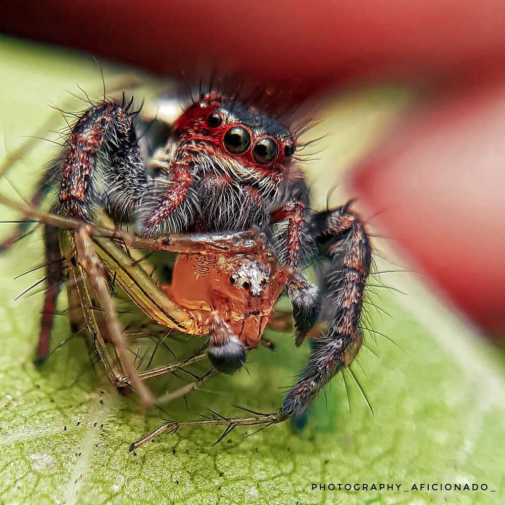 Mobile macro photography