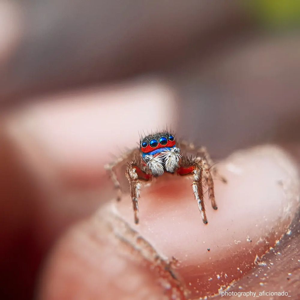 Mobile macro photography