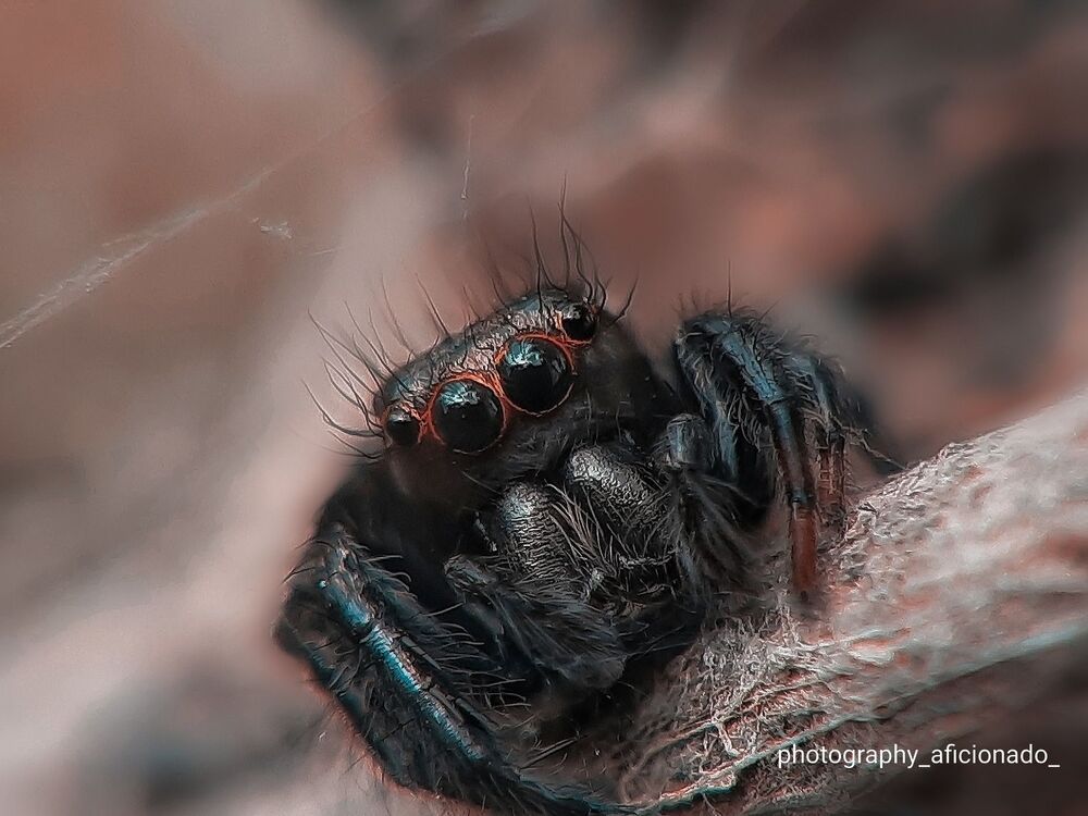 Mobile macro photography