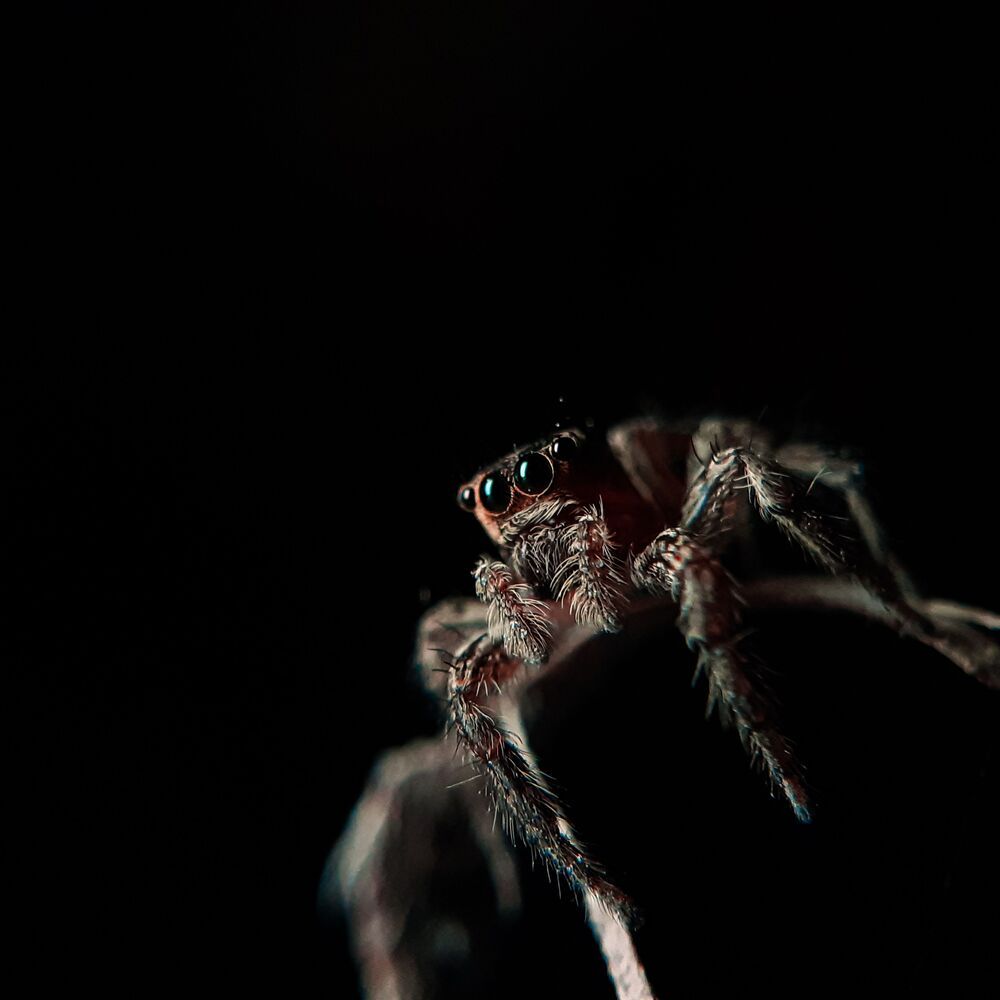Mobile macro photography