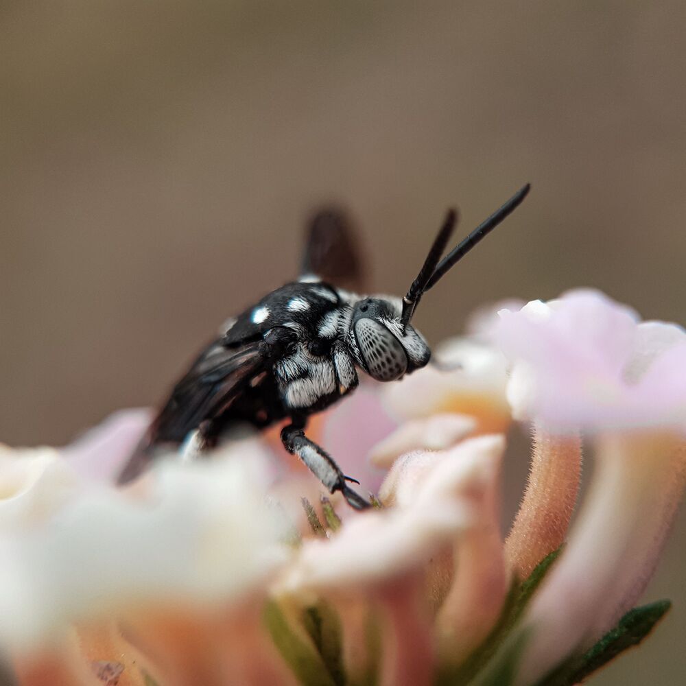 Mobile macro photography