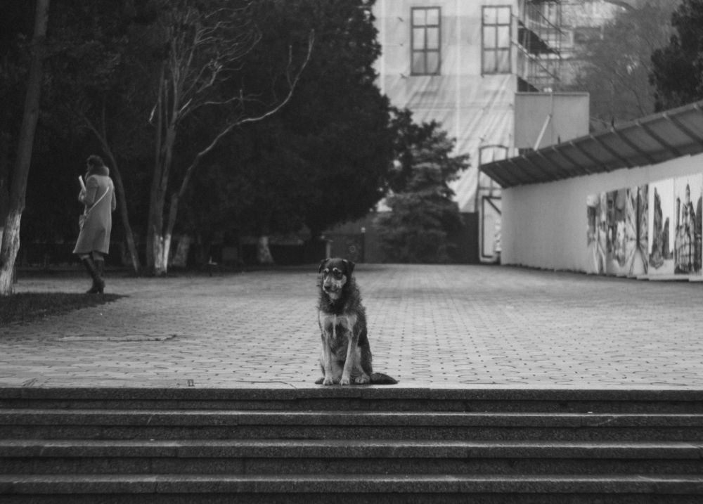 Собачий декабрь.
