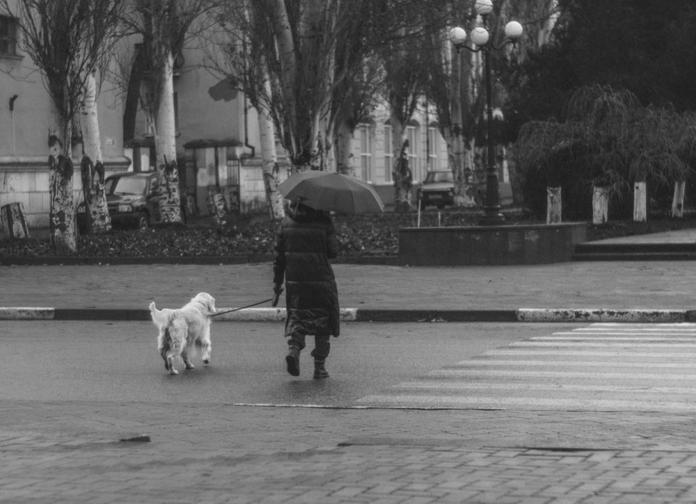 Собачий декабрь.
