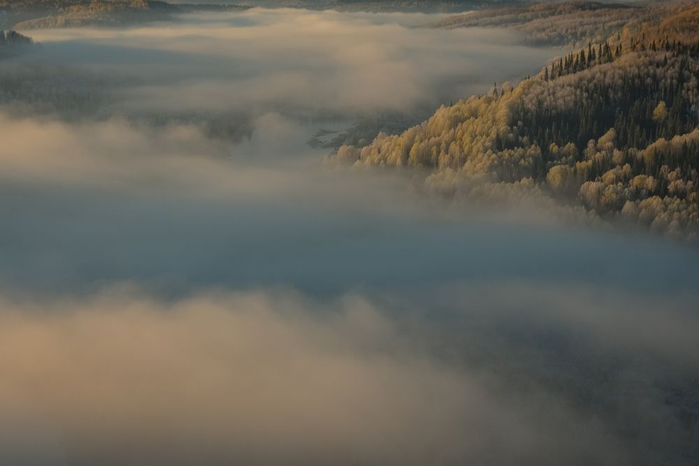 Туманные леса