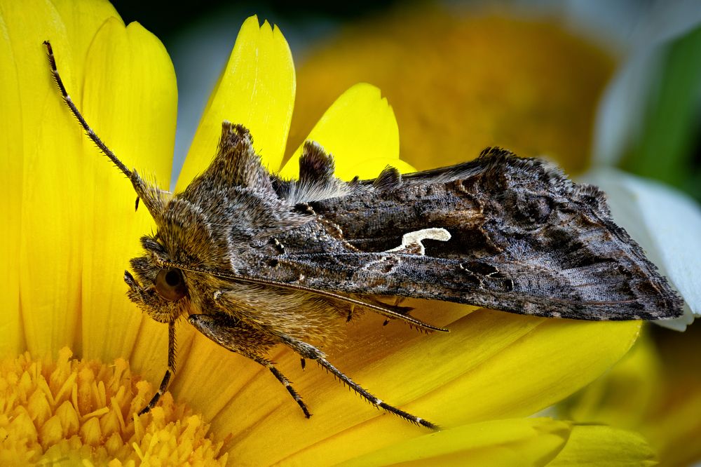 Autographa gamma