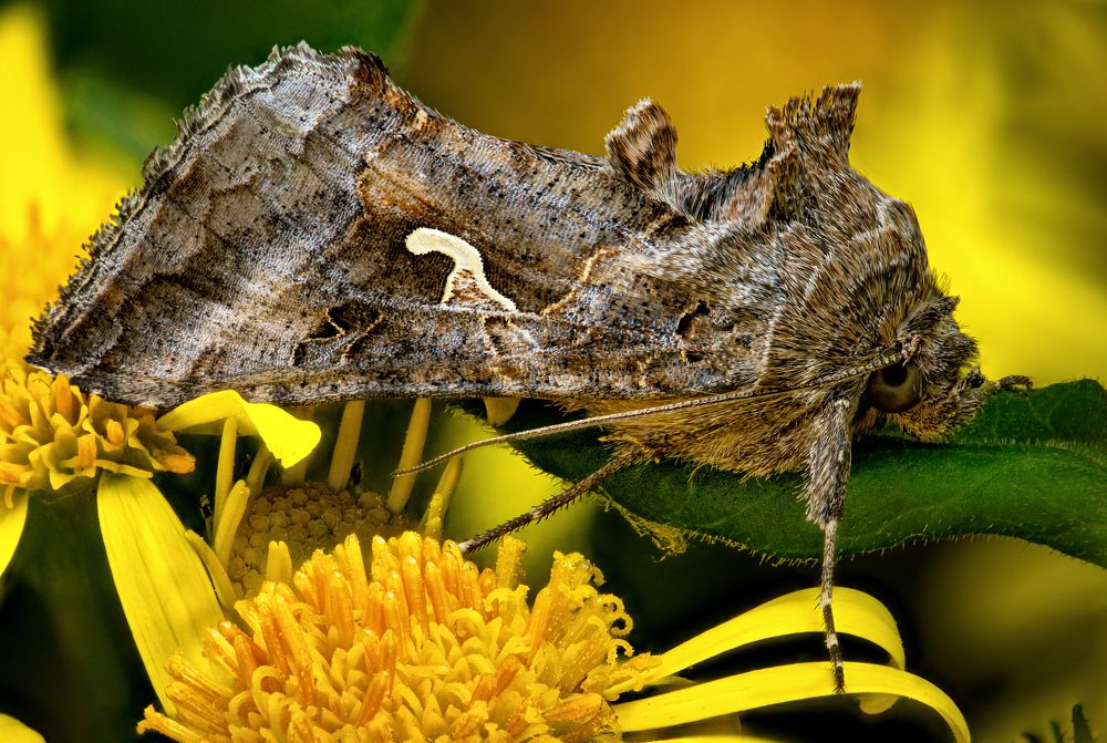 Autographa gamma