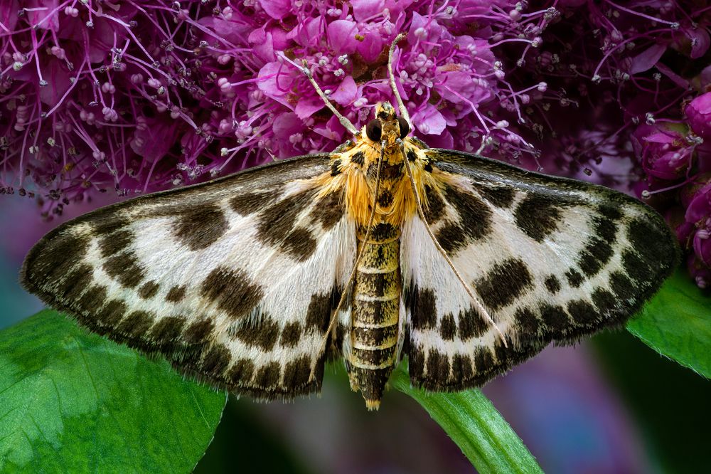 Eurrhypara hortulata