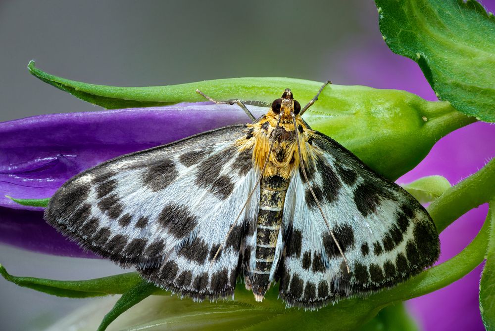 Eurrhypara hortulata