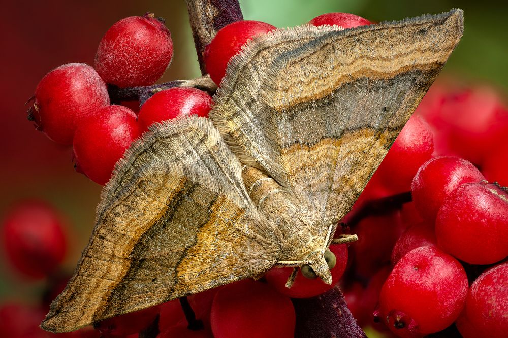 Scotopteryx chenopodiata