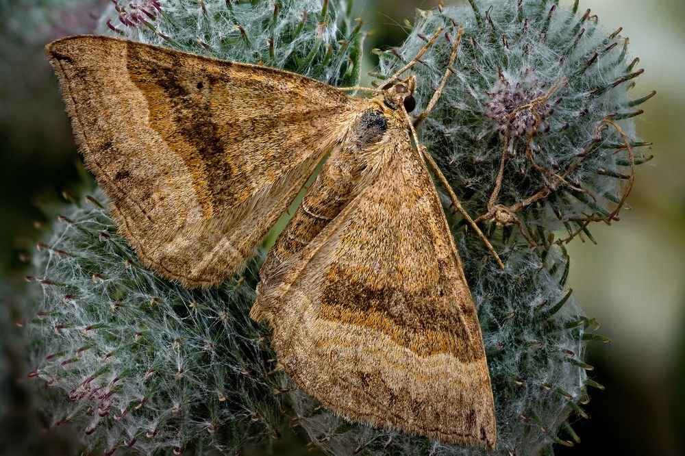 Scotopteryx chenopodiata