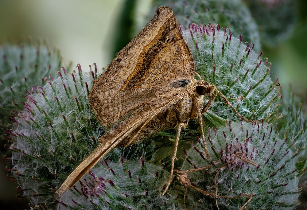 Scotopteryx chenopodiata