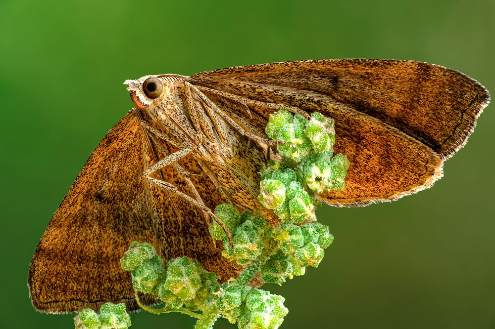 Scotopteryx chenopodiata