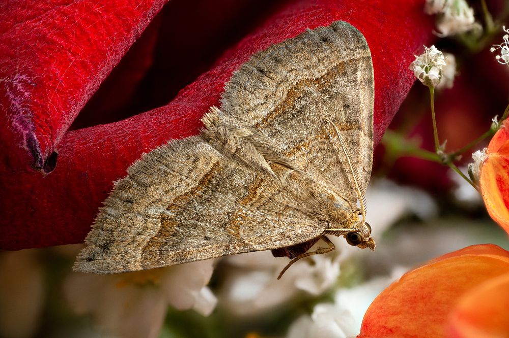 Scotopteryx chenopodiata
