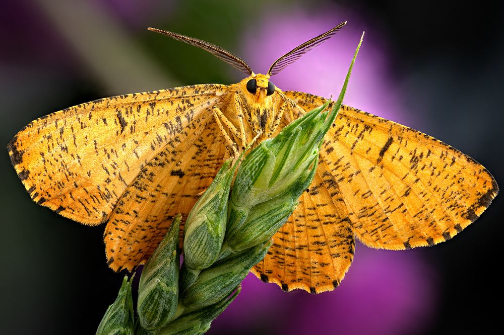 Angerona prunaria (Male)