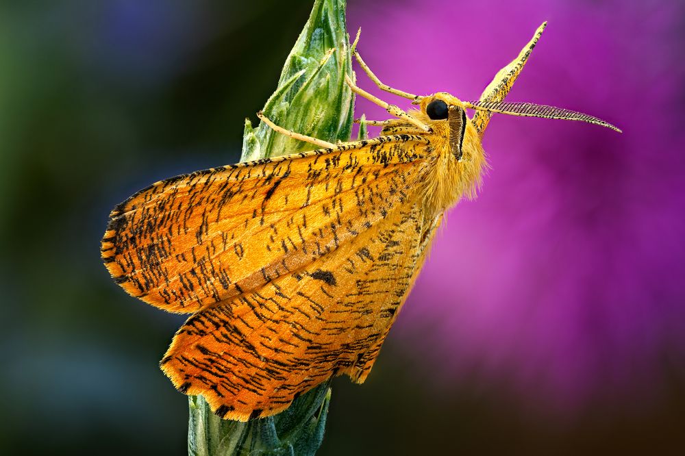 Angerona prunaria (Male)