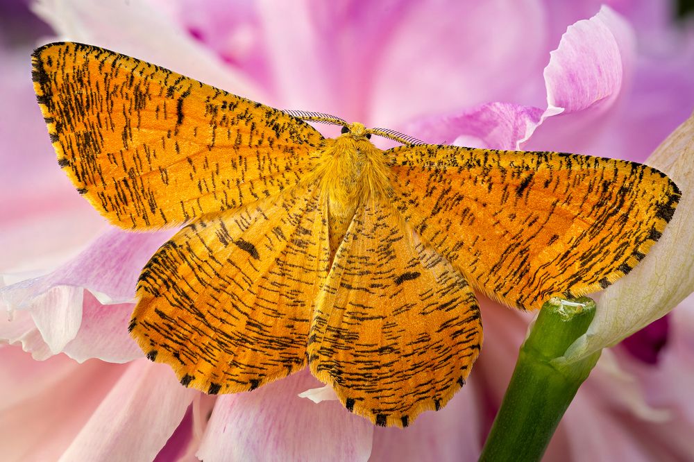 Angerona prunaria (Male)