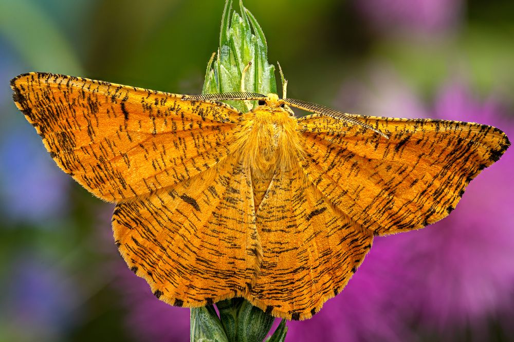 Angerona prunaria (Male)