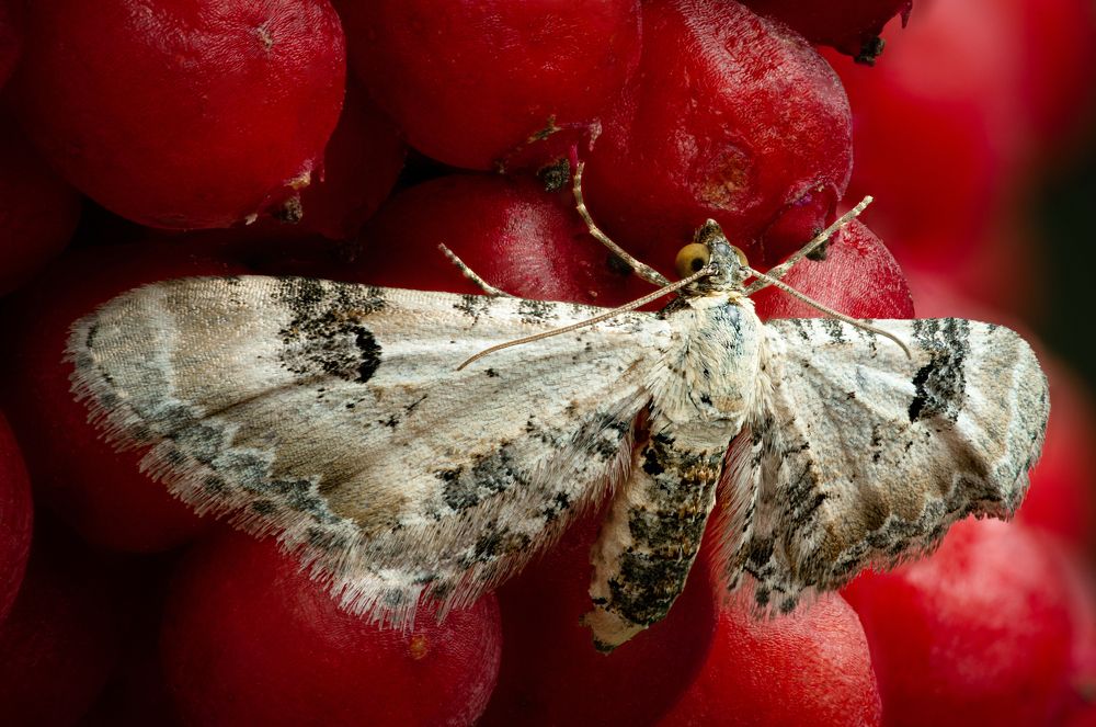 Eupithecia centaureata