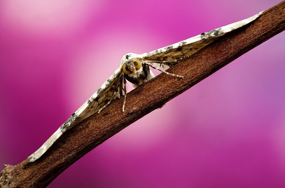 Eupithecia centaureata