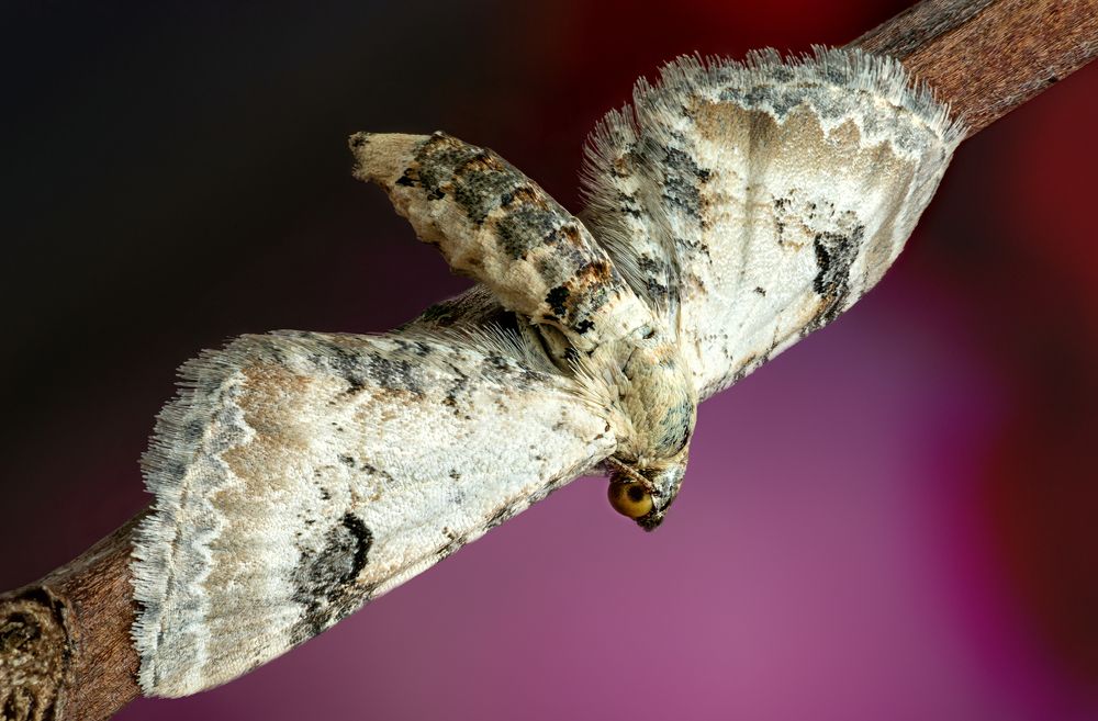 Eupithecia centaureata