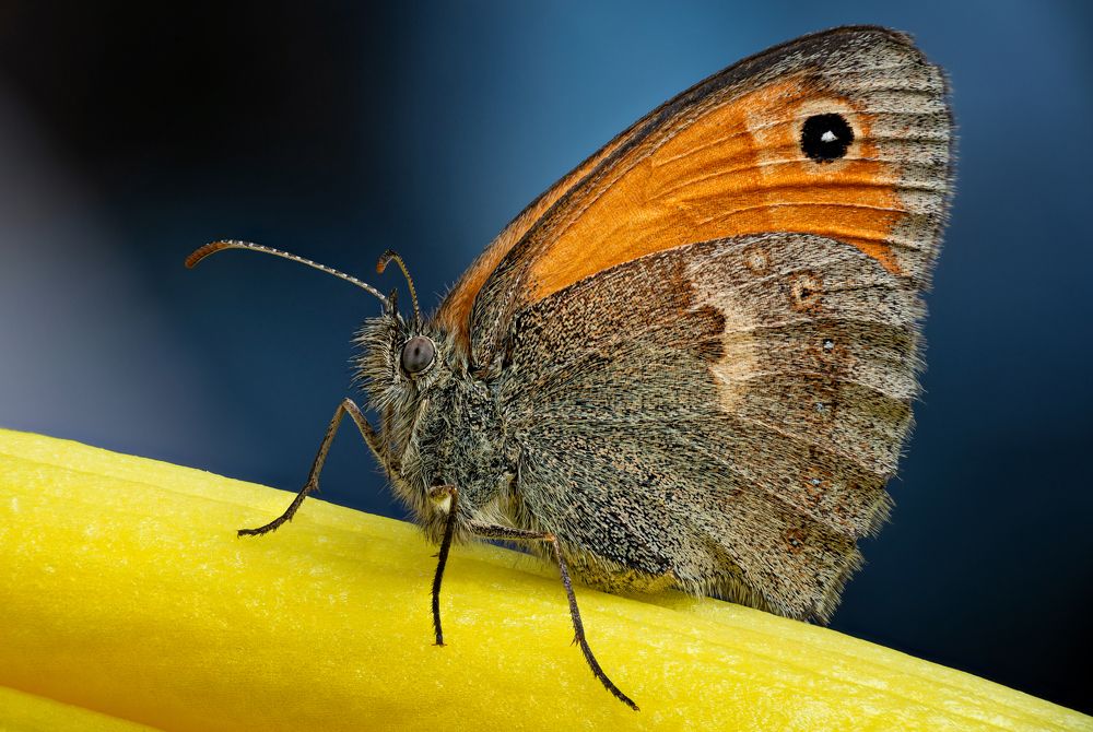 Eurrhypara hortulata