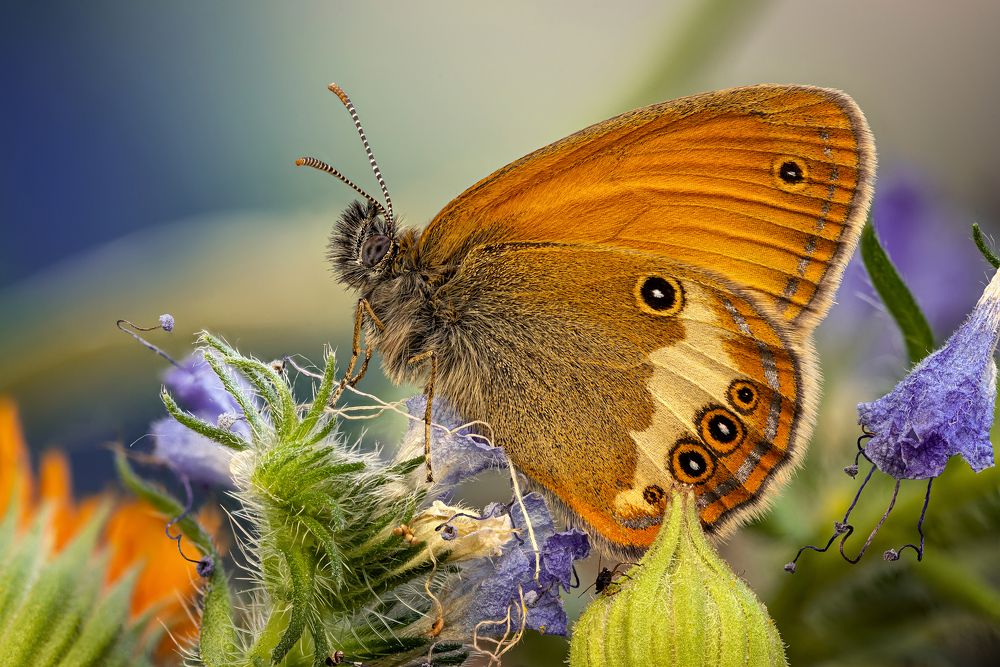 Eurrhypara hortulata