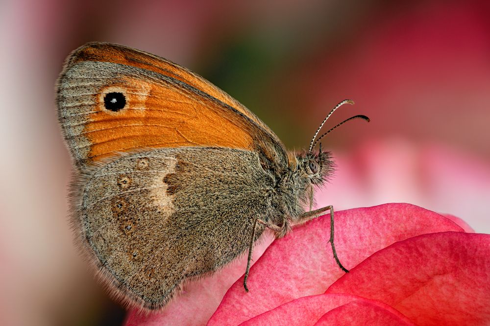 Eurrhypara hortulata