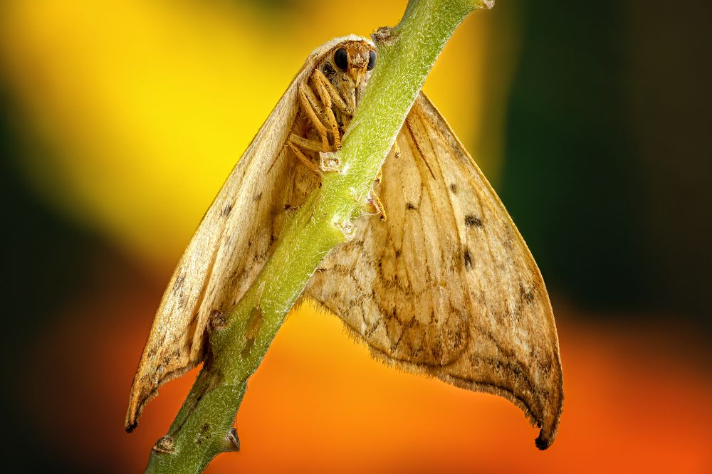 Drepana falcataria 