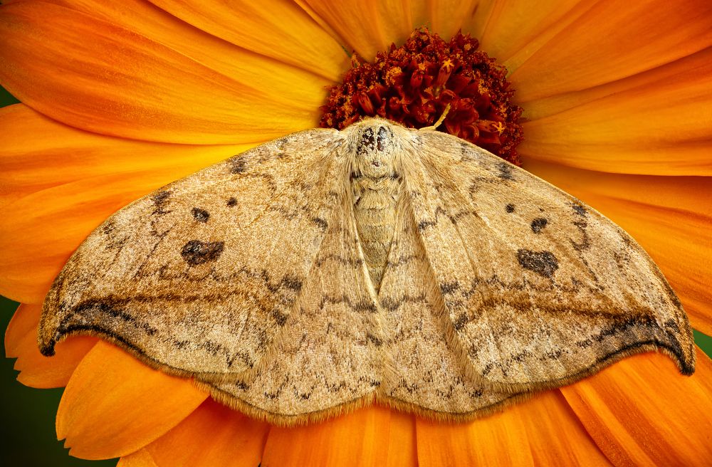 Drepana falcataria 