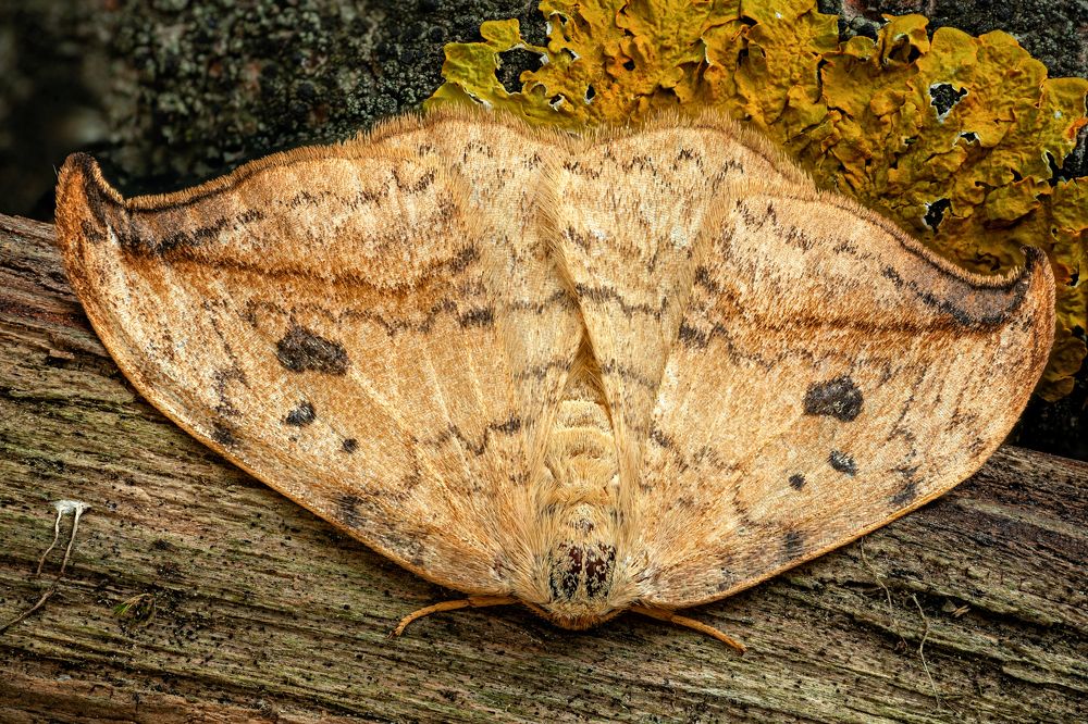 Drepana falcataria 