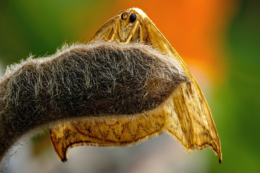 Drepana falcataria 