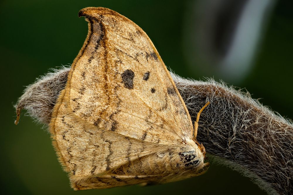Drepana falcataria 