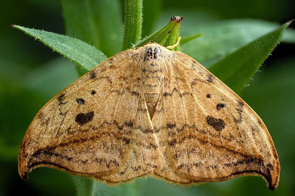 Drepana falcataria 