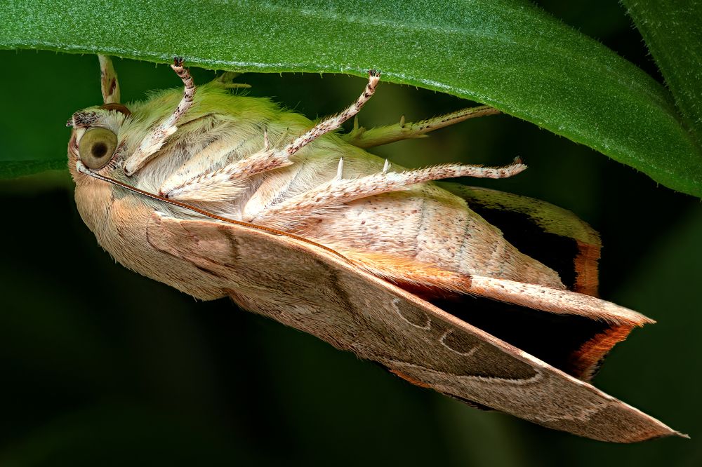 Noctuidae