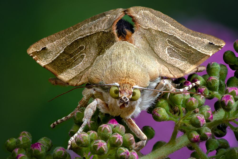 Noctuidae