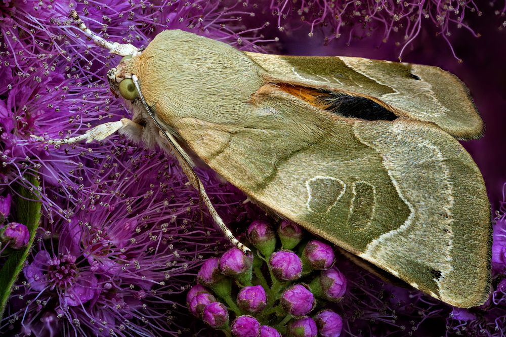 Noctuidae