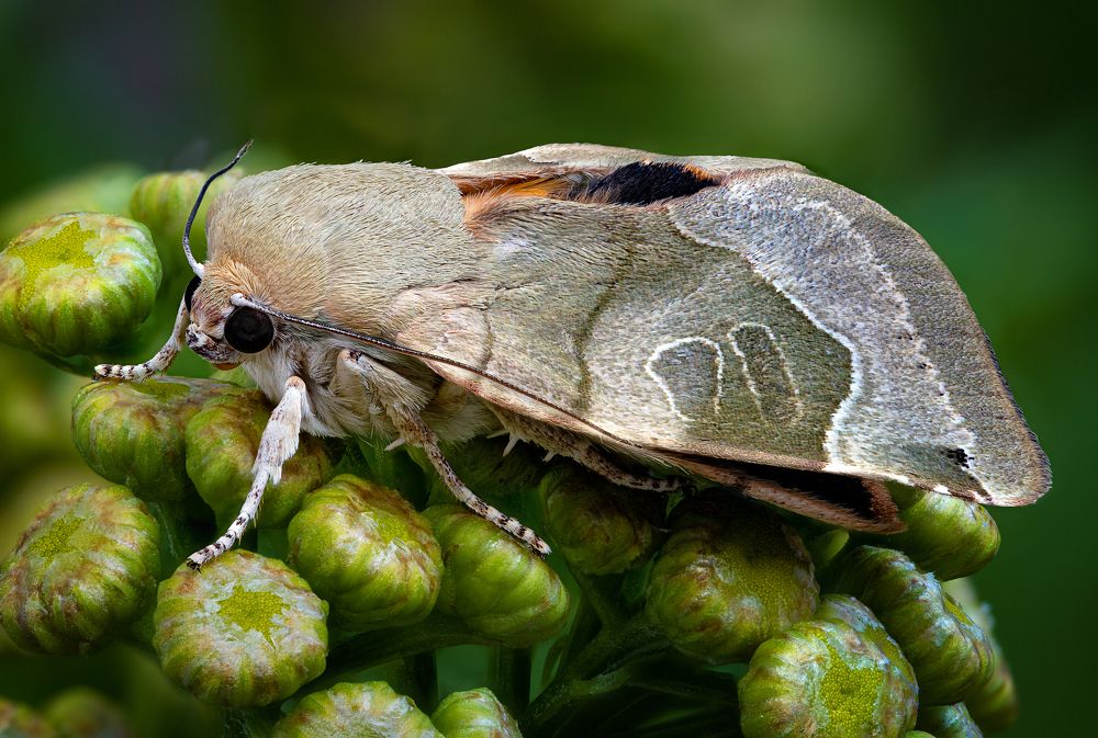 Noctuidae