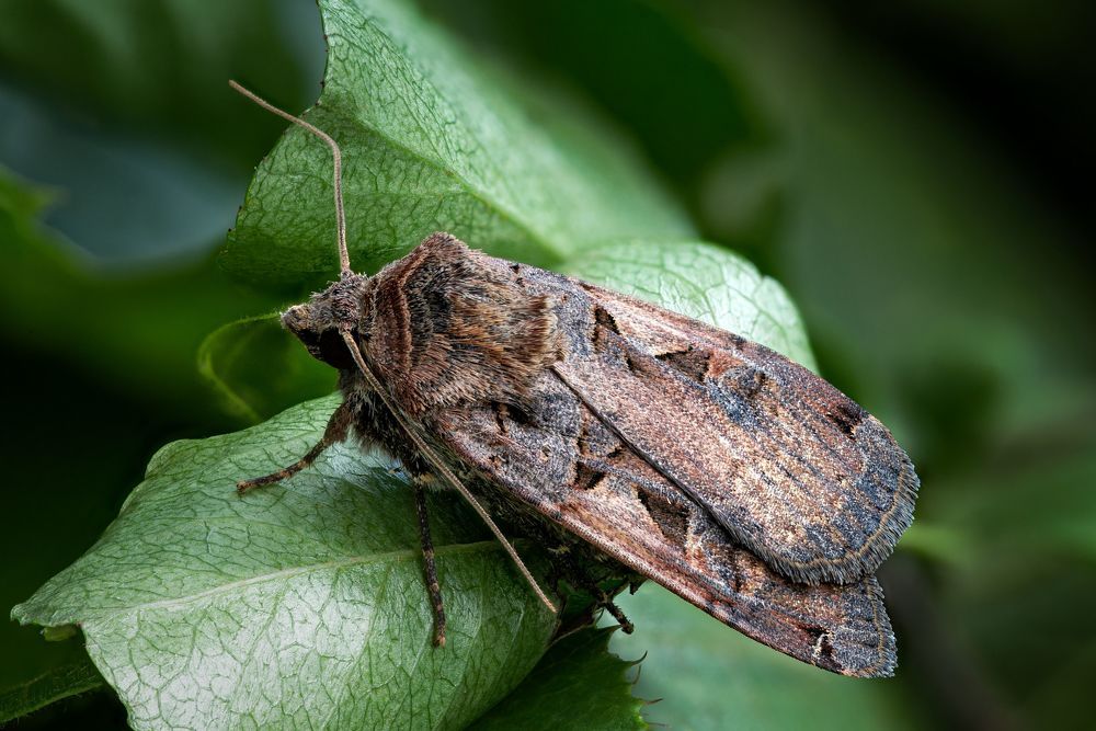 Xestia c-nigrum